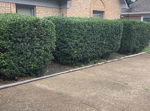 Bush Trimming by Gregory Hearn for Raymond H. in Memphis, TN