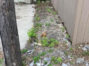 Bush Trimming by Kyle Birmingham for Robert D. in St. Clair Shores, MI