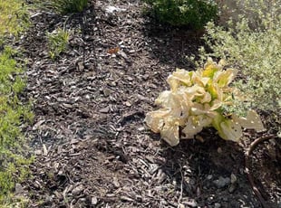 Cleanups by Pedro Lara for Brieanna V. in Arlington, TX