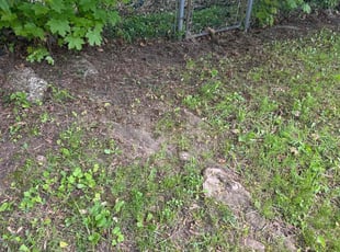 Cleanups by Annette Choates for Azeem R. in Buffalo, NY
