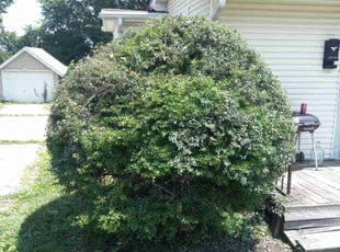 Bush Trimming by Lance Reynolds for David D. in Independence, MO