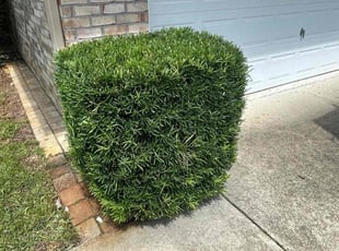 Bush Trimming by Christopher Lippens for Krause R. in Palm Coast, FL