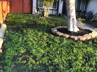 Leaf Removal by Earl Miller for Angela N. in San Diego, CA