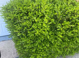 Bush Trimming by Jose Maltos for Joy F. in Fairfield, OH
