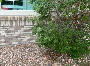 Bush Trimming by David Garland for Yasmin S. in Aurora, CO