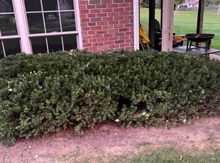 Cleanups by Chai Vue for Carl G. in Massillon, OH