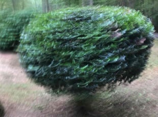 Bush Trimming by William Akins for Mark F. in Suwanee, GA