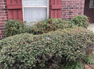 Bush Trimming by Paul Handley for Macy N. in Jenks, OK