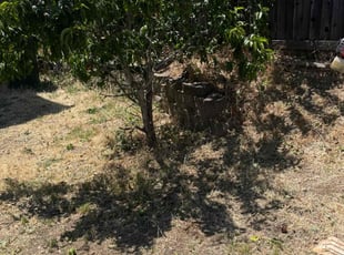 Bush Trimming by Lisa Matney for Aurora E. in Vallejo, CA