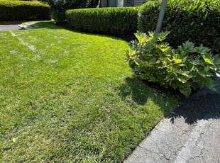 Bush Trimming by Fidel Rodriguez for Brett S. in Vienna, VA
