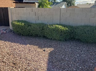 Bush Trimming by Aaron Flores for Maren B. in Phoenix, AZ