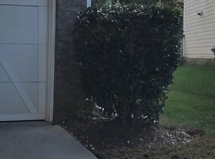 Leaf Removal by Sam Tanner for Jasmine H. in Charlotte, NC