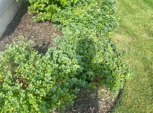 Bush Trimming by Jordy Perez for Victor M. in DeForest, WI