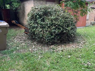 Bush Trimming by Heriberto Lopez for Gay C. in Corpus Christi, TX