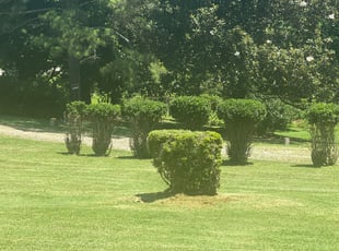 Bush Trimming by Janis Belcher-Moore for DeCarlo H. in Durham, NC