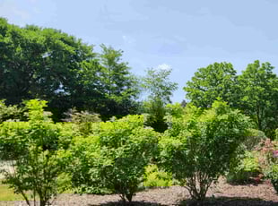 Bush Trimming by Jacob Jumper for Israel l. in Grand Rapids, MI