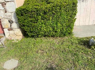 Bush Trimming by Ross Johnson for Novella F. in Los Angeles, CA
