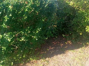 Bush Trimming by Nicole Royster for Frank M. in Norfolk, VA