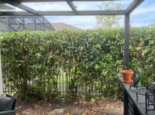 Bush Trimming by Gabriel Detro for MARYK S. in DeLand, FL