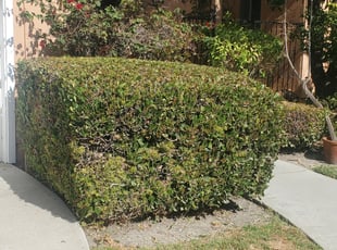 Bush Trimming by Bernardo Arroyo for Alexis B. in Los Alamitos, CA