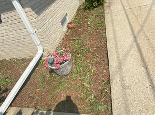 Bush Trimming by H S for Meghan W. in Milwaukee, WI