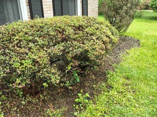 Bush Trimming by Erik Hurley for Crystle C. in Pittsburgh, PA