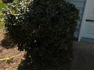 Bush Trimming by Tevin Cofield for Danielle B. in Garner, NC