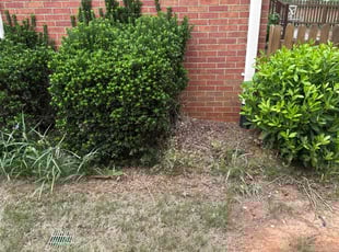 Bush Trimming by Cornelia Smith for Susannah H. in Snellville, GA