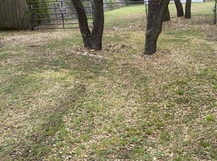 Bush Trimming by Keily Delgado Preciado for Eniola A. in Leander, TX