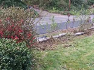 Bush Trimming by Jeffrey Preece for Tory A. in Vancouver, WA