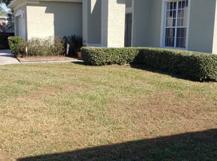 Bush Trimming by Tyler Buschbom for Chernie O. in Orlando, FL