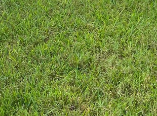 Heather T.'s Yard Cutting service result