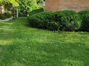 Bush Trimming by Jose Cueto for Demetrios V. in Schaumburg, IL