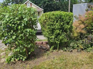 Fredrick l.'s Bush Trimming service result