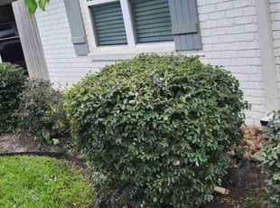 Bush Trimming by Felix Botello for Erica P. in Houston, TX