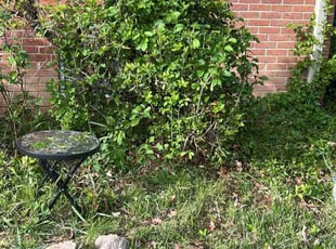 Bush Trimming by Icaro Dos Santos for Stephen D. in Frederick, MD