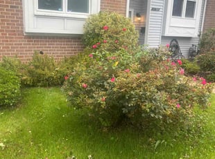 Bush Trimming by Jhonatan Torres for Robyn N. in Upper Marlboro, MD
