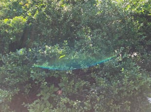 Bush Trimming by Daniel Jaje for Clarence P. in Moorestown, NJ