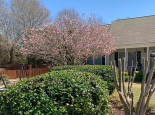 Bush Trimming by William Thomas for Jackie W. in Anderson, SC