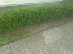 Bush Trimming by Homer Howard jr for Claudia V. in Metairie, LA