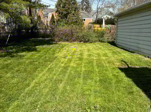 Chazzlen j.'s Lawn Service service result