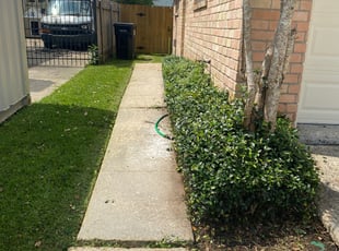 Bush Trimming by Jazmen Riley for Mark A. in New Orleans, LA