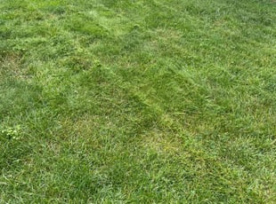 JaShaun C.'s Lawn Mowing Service service result