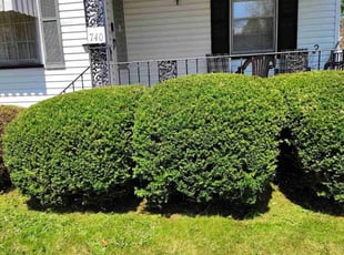 Bush Trimming by Eric Ortiz for Patrick W. in Youngstown, OH