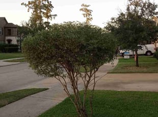 Bush Trimming by Demiteria Mattox for Sonia T. in Houston, TX