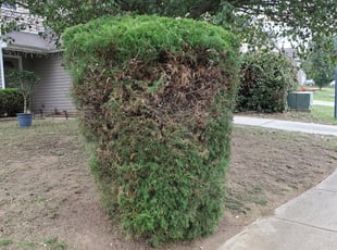 Bush Trimming by Joseph Canipe for Amanda R. in Charlotte, NC