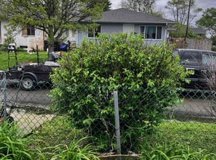 Bush Trimming by Daniel Bunch for Chrisie B. in Columbus, OH