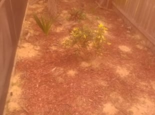 Weeding by Eli Marshall for Timothy P. in Lakeland, FL