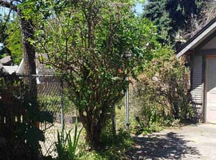 Bush Trimming by Cody Davis for Karyn L. in Spokane, WA