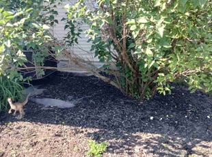 Weeding by Michael Mosley for Molly D. in Montgomery, IL